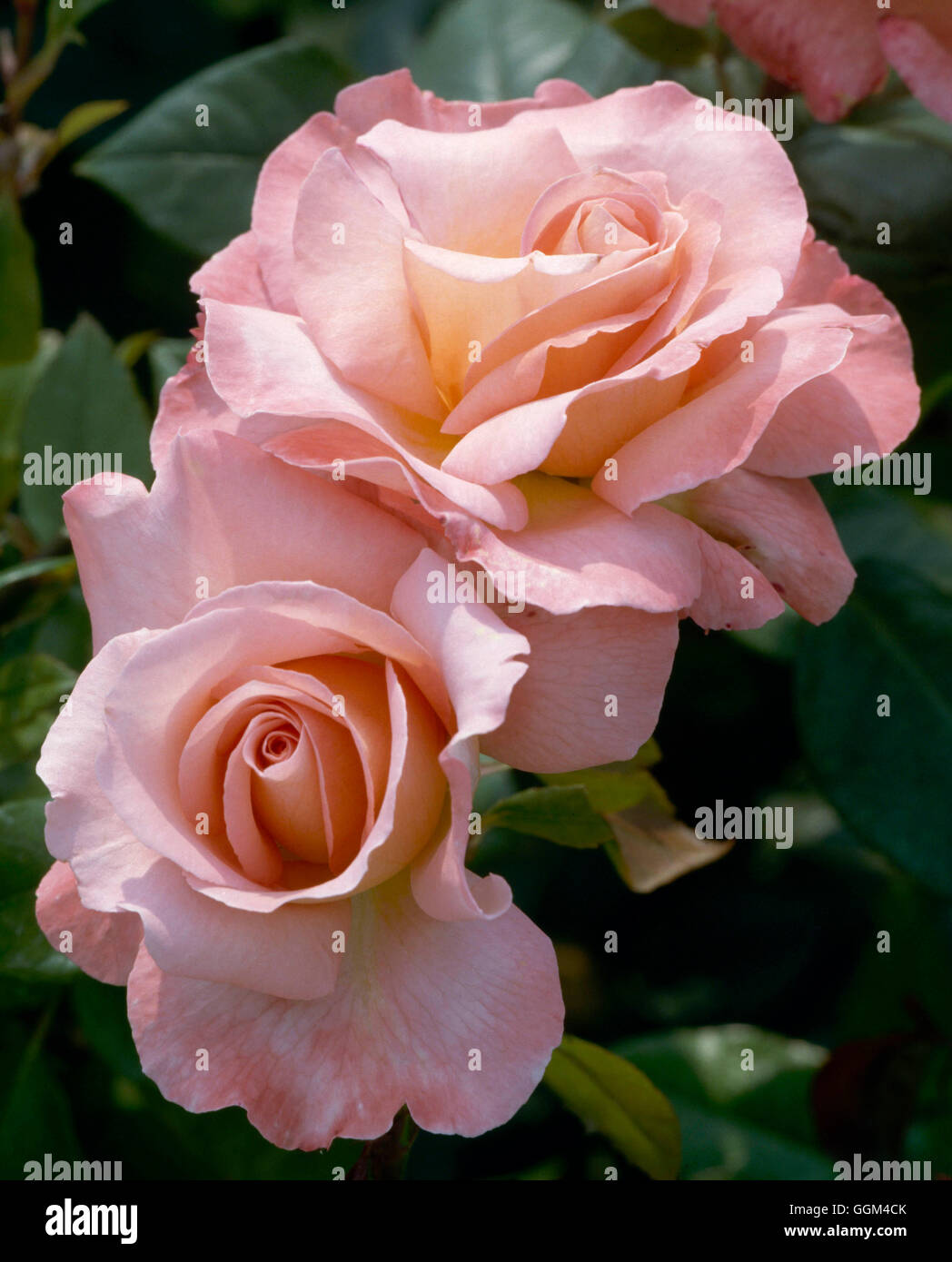 Rosa - `Paul Shirville' (Hybrid Tea)   RHT044934 Stock Photo